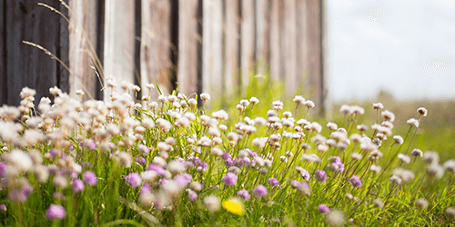 Prairie Love